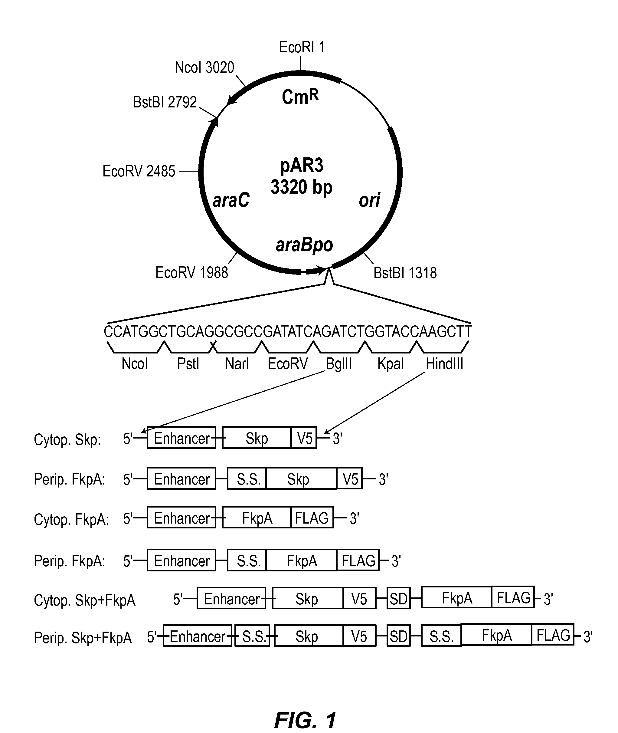 Methods and materials for enhancing functional protein expression in bacteria