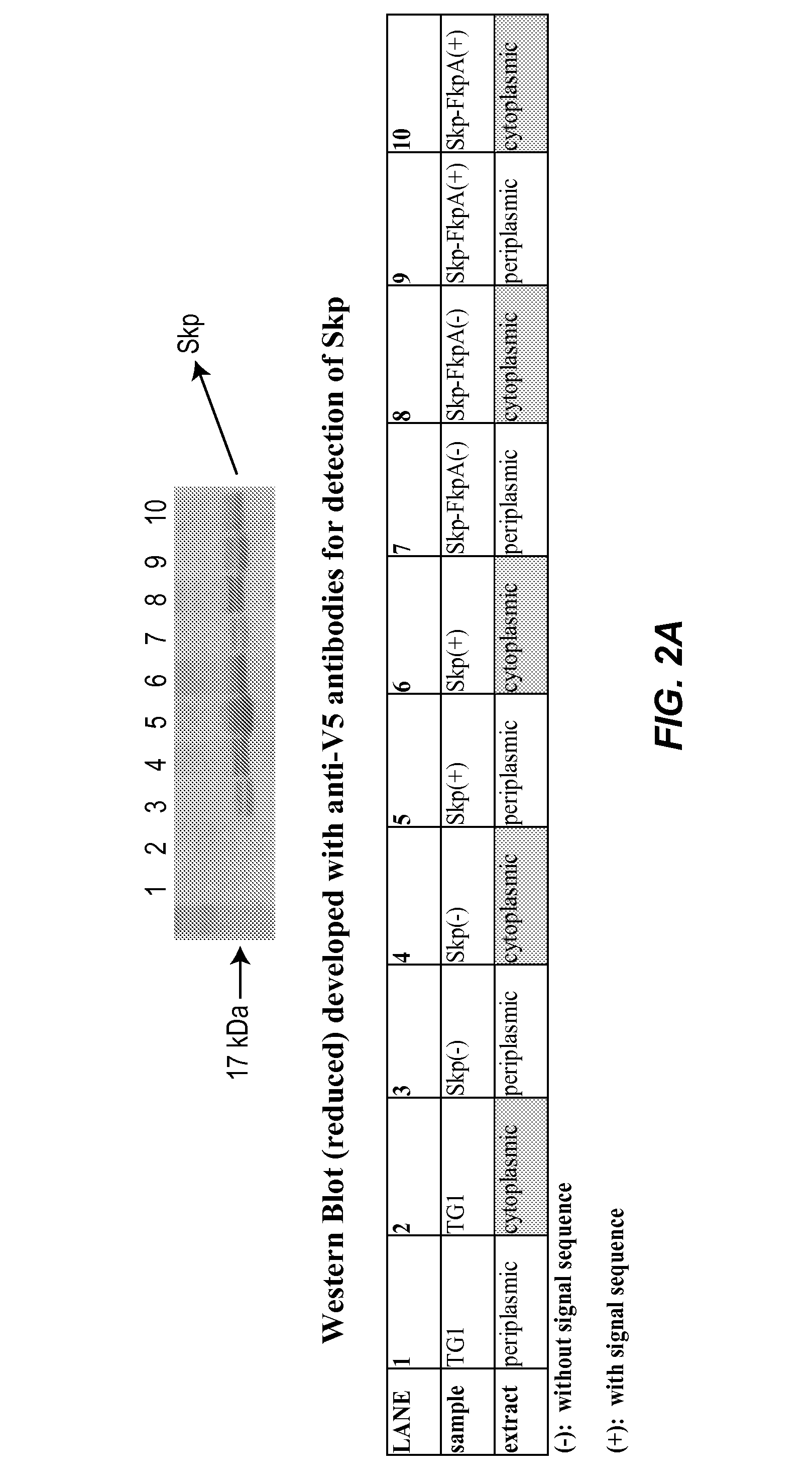 Methods and materials for enhancing functional protein expression in bacteria