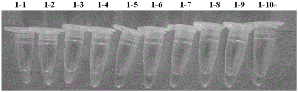 Reagent and method for visual lamp detection of prawn taura syndrome virus
