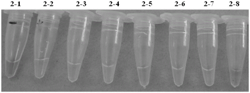 Reagent and method for visual lamp detection of prawn taura syndrome virus