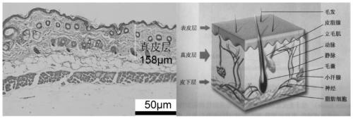 Application of Second Harmonic Imaging Combined with Fluorescence Imaging for Locating Transdermal Absorption of Substances