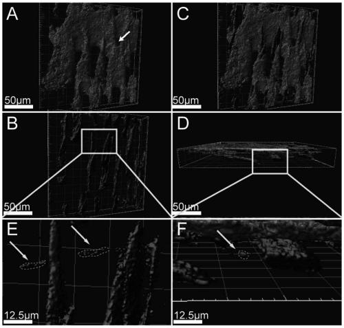 Application of Second Harmonic Imaging Combined with Fluorescence Imaging for Locating Transdermal Absorption of Substances