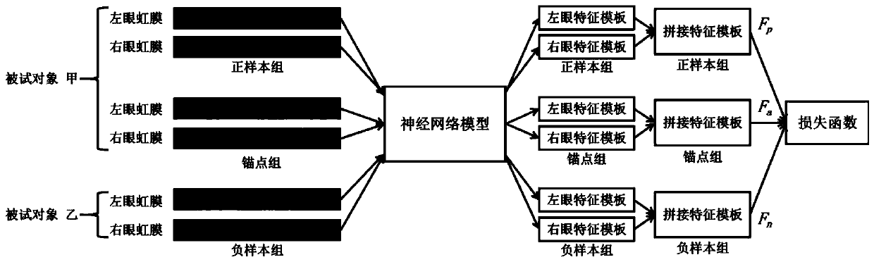 Iris recognition neural network model training method based on binocular fusion