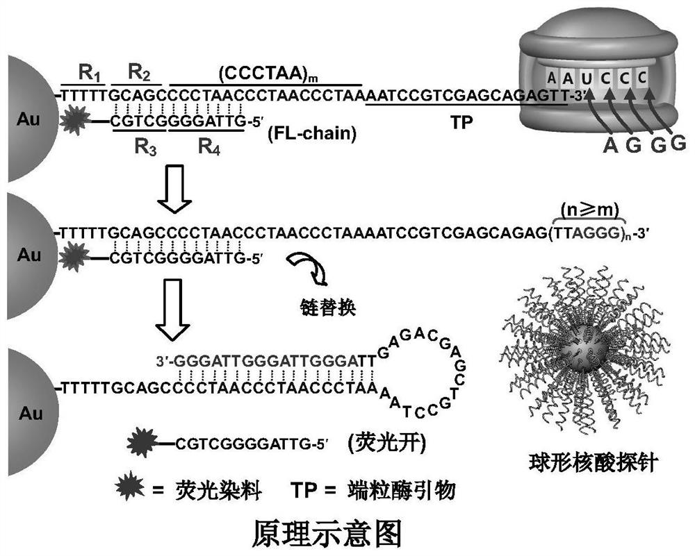 A spherical nucleic acid fluorescent probe for detecting telomerase activity and its preparation method and application