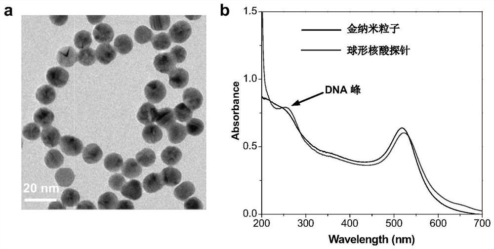 A spherical nucleic acid fluorescent probe for detecting telomerase activity and its preparation method and application