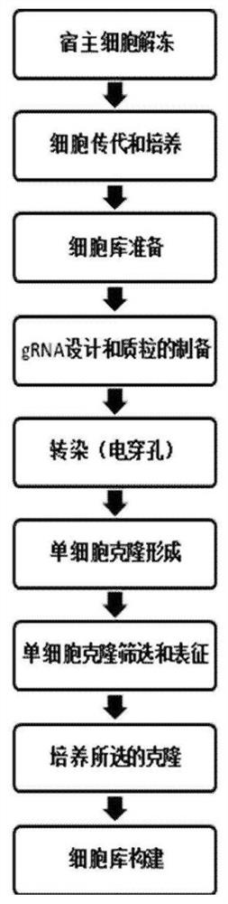 Humanized monoclonal antibody, its preparation method and its use