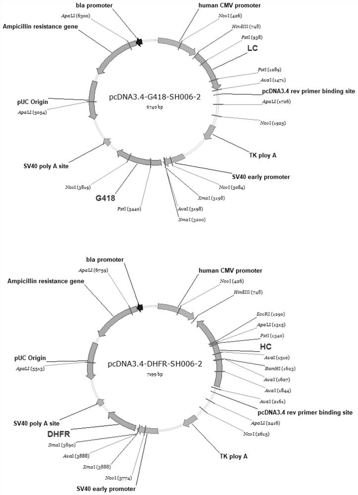 Humanized monoclonal antibody, its preparation method and its use