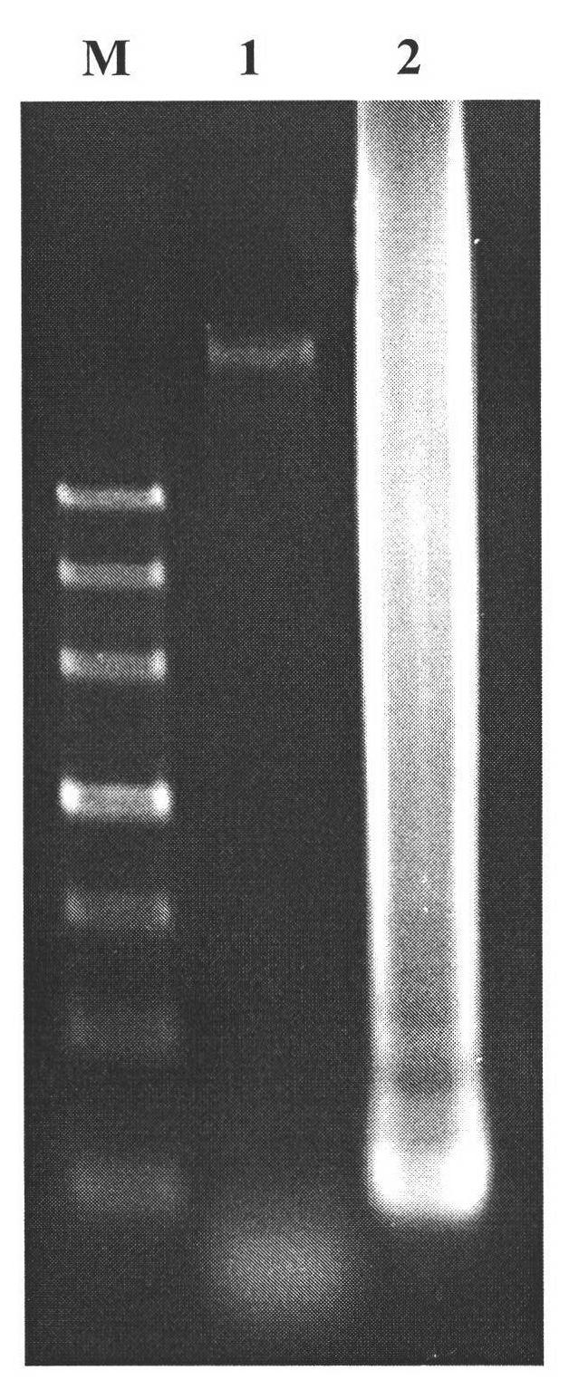 Method for quickly detecting Chinese papaya leaf curl virus by LAMP (loop mediated isothermal amplification)