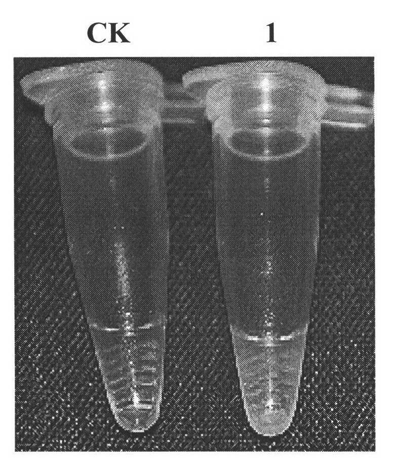 Method for quickly detecting Chinese papaya leaf curl virus by LAMP (loop mediated isothermal amplification)