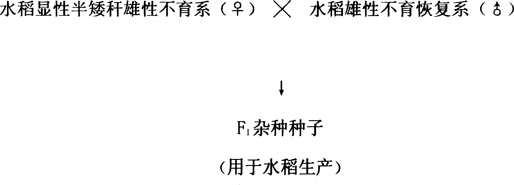Method for breeding male sterible series of rice, and its application