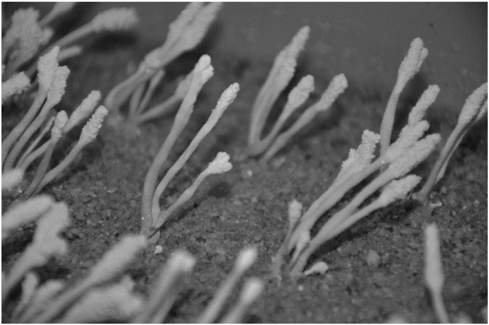 Artificial silkworm chrysalis cordyceps sobolifera cultivation method achieved by taking tussah silkworm chrysalises as hosts