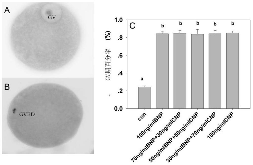 In Vitro Maturation Culture Medium of Small Follicle Oocytes and Its Application