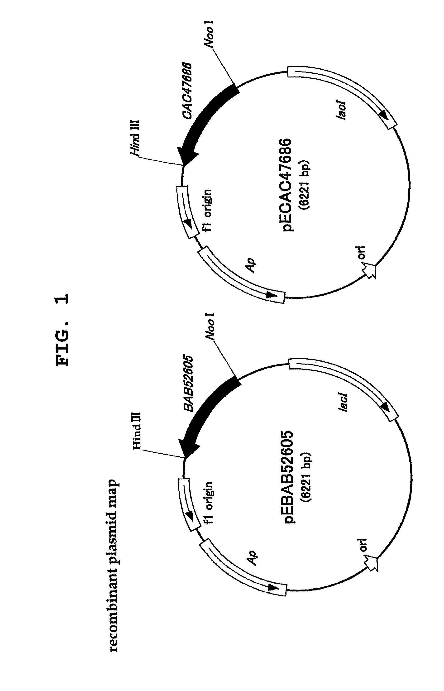 L-proline cis-4-hydroxylase and use thereof to produce cis-4-hydroxy-L-proline