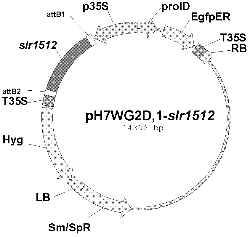 New use of synechocystis protein in paddy rice property improvement