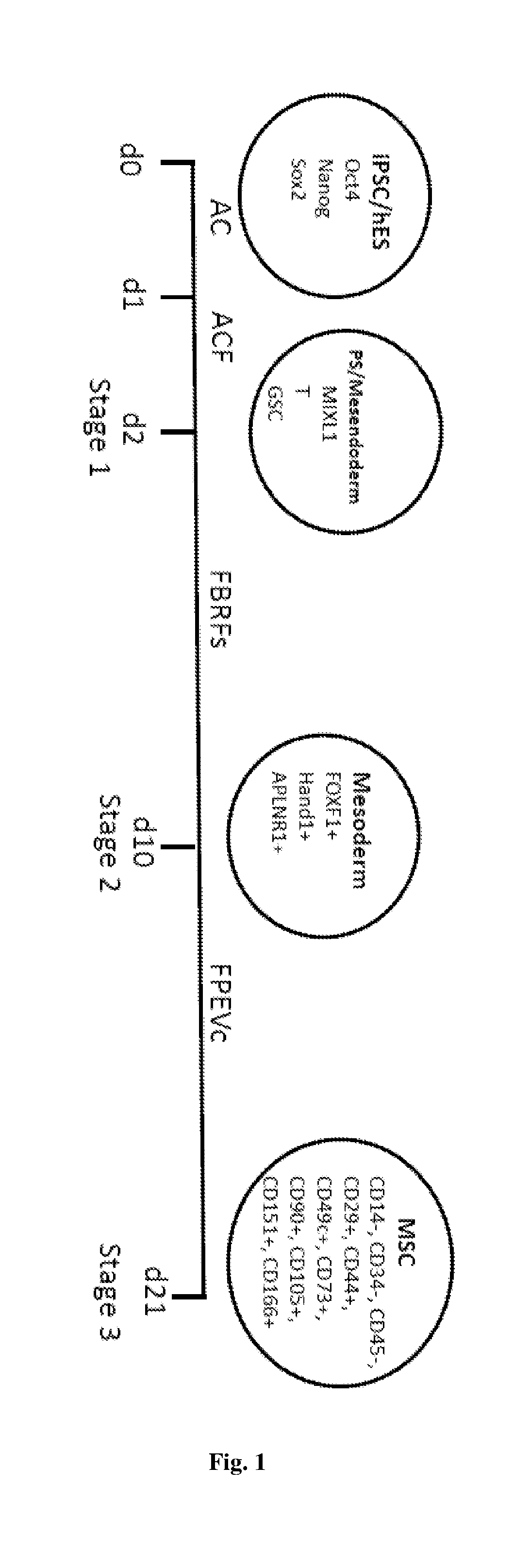 Method of generating mesenchymal stem cells and uses thereof