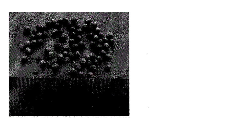 Chitosan spherical honeycombed grain material, producing method and apparatus thereof