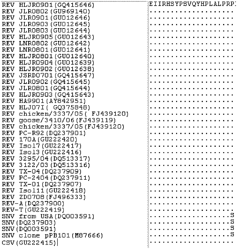 Linear neutralizing epitope polypeptide of fowl reticuloendotheliosis virus gp90 protein and application thereof