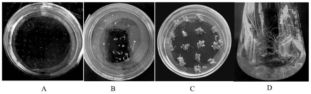 Genetic transformation method of agrostis stolonifera