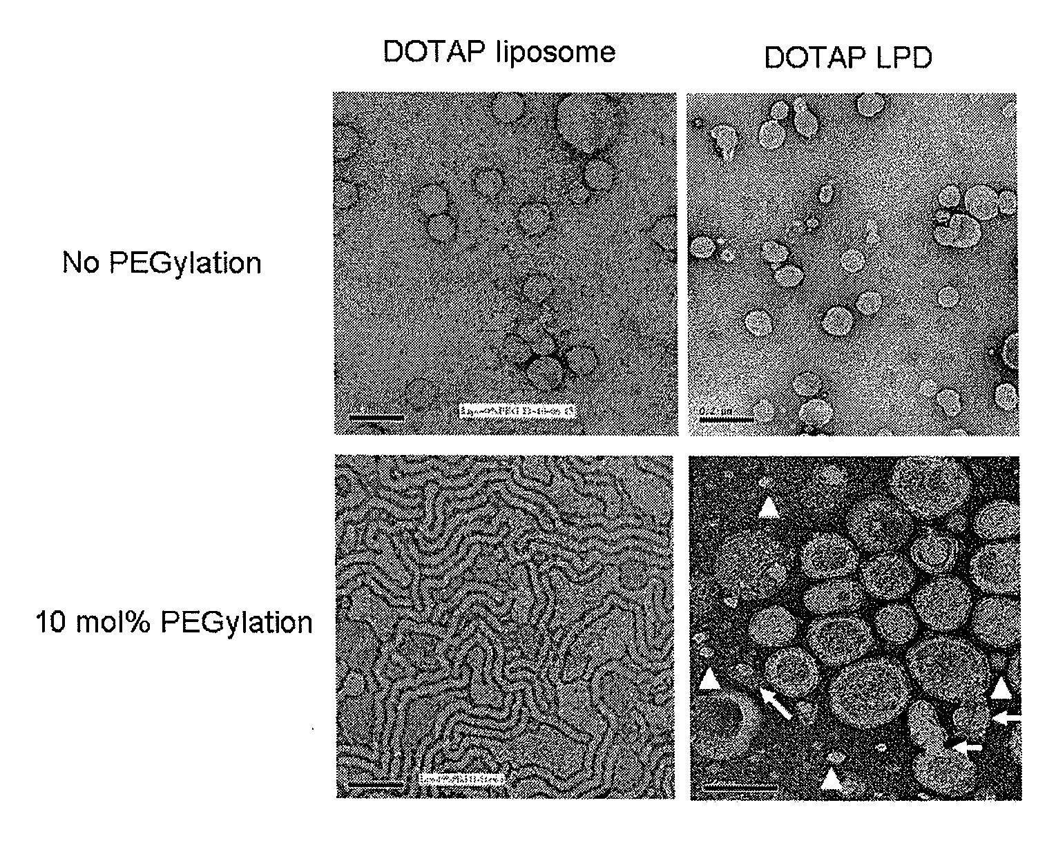 Methods and compositions for the delivery of bioactive compounds