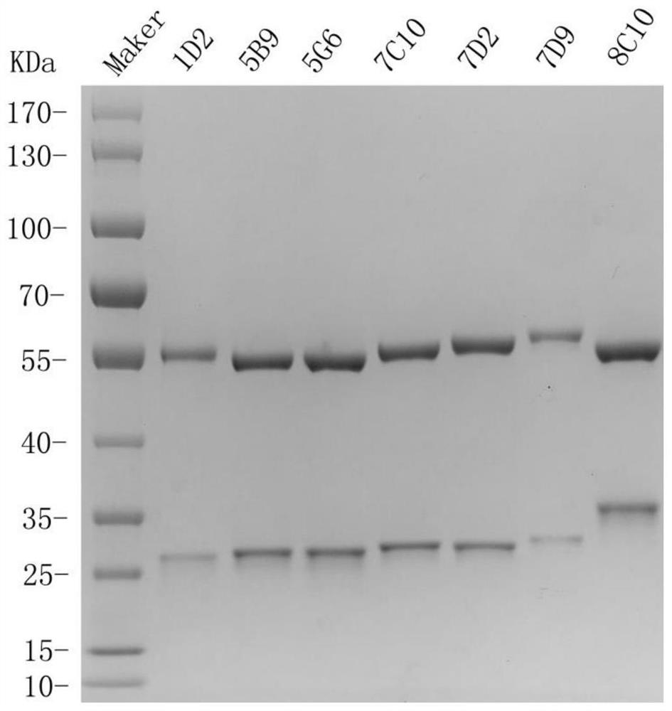 Preparation method and application of NDM-1 monoclonal antibody