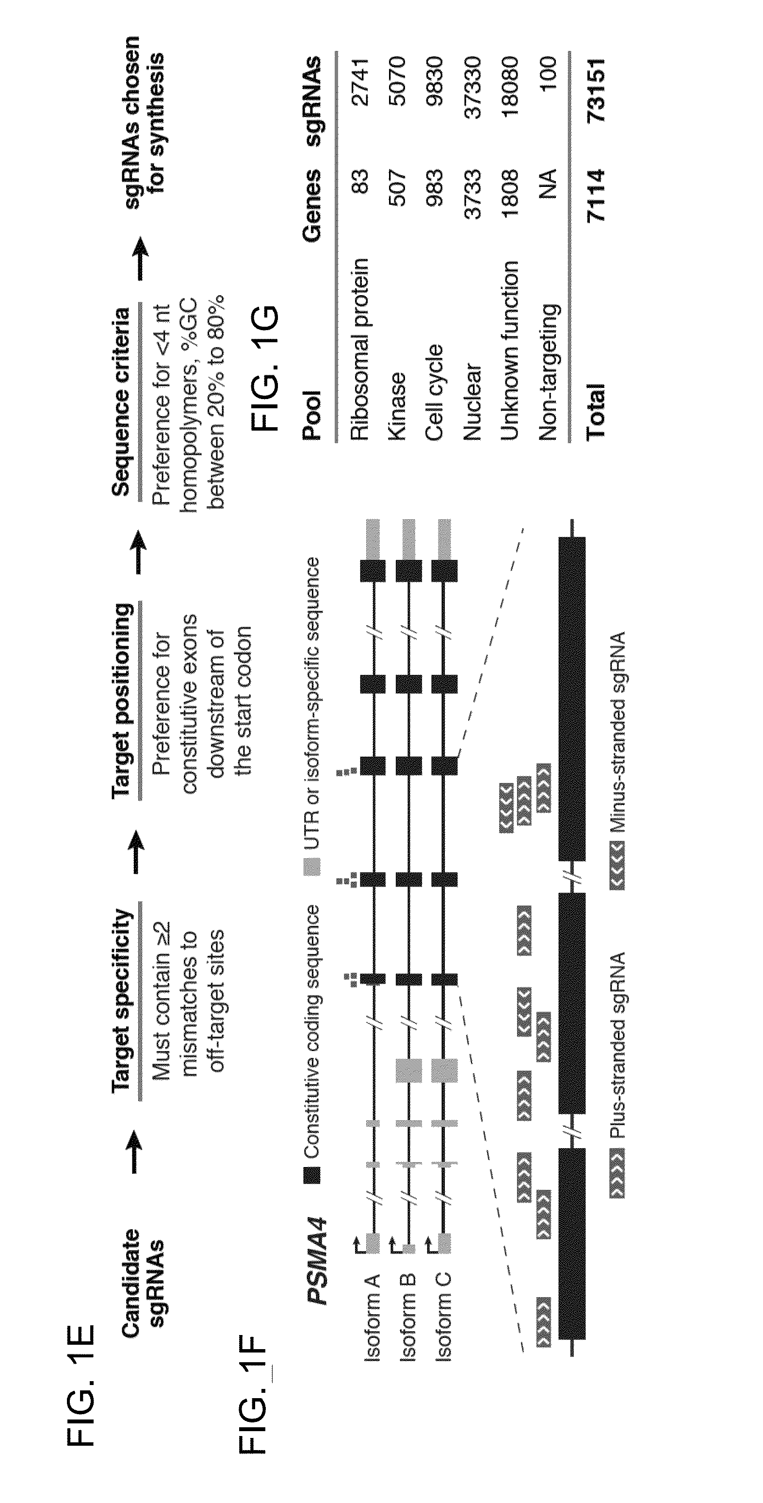 Functional genomics using crispr-cas systems, compositions, methods, screens and applications thereof