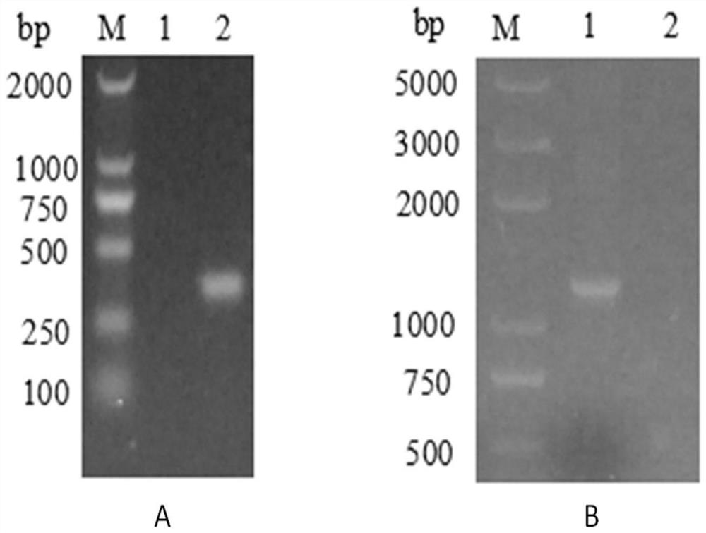 A fusion protein of nanobody and Pseudomonas aeruginosa exotoxin and its application