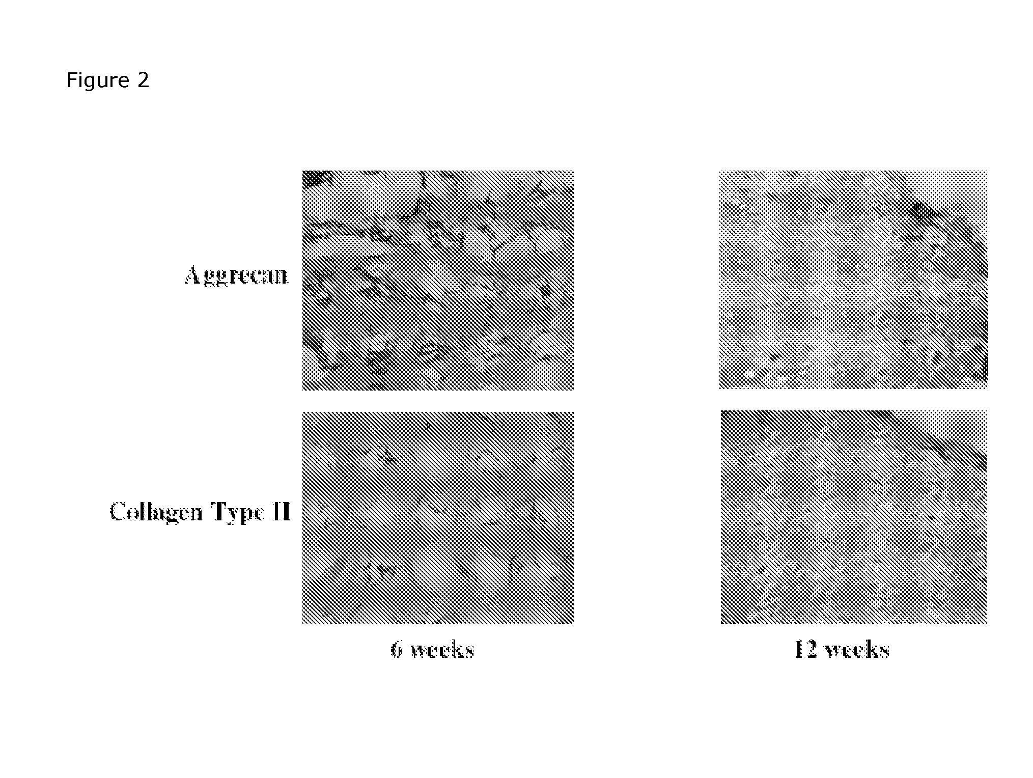 Biosynthetic cartilaginous matrix and methods for their production