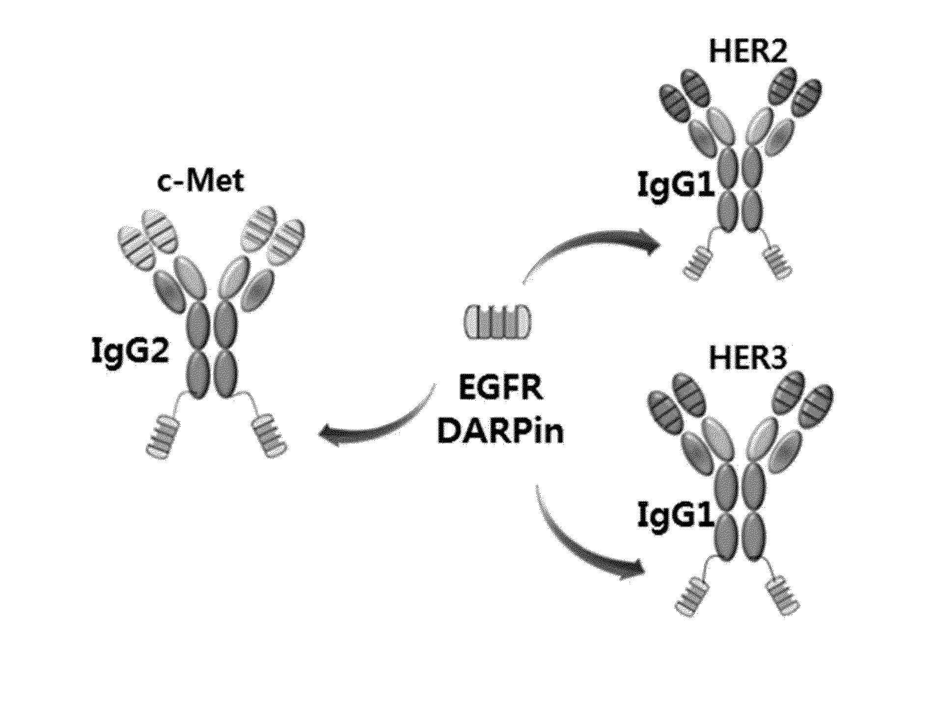 BISPECIFIC CHIMERIC PROTEINS WITH DARPins