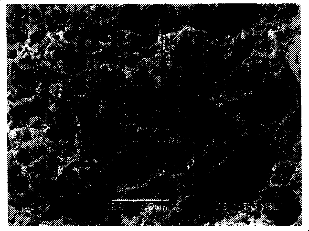 Magnesium alloy containing rare earth element and preparation method thereof