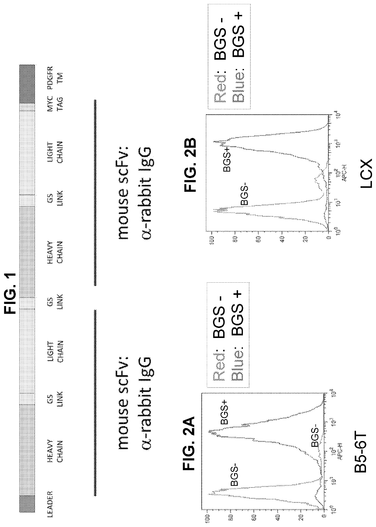 Methods and compositions for inducible extracellular membrane capture of monoclonal immunoglobulins secreted by hybridomas