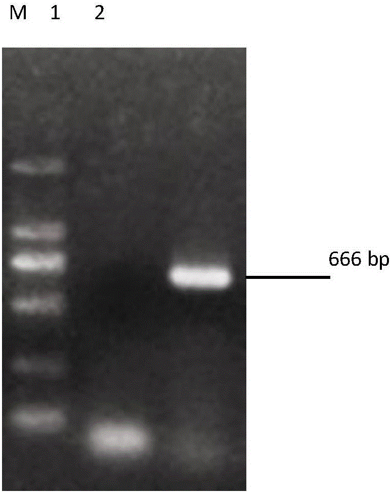 EHV-1 serum antibody detection kit as well as preparation method and application