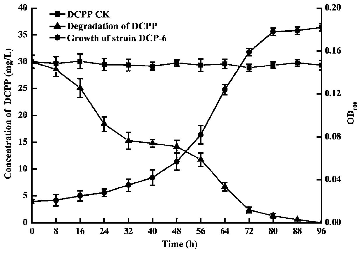 Degradation strain capable of simultaneously degrading two isomers of chiral herbicide dichlorprop and bacteria produced from degradation strain