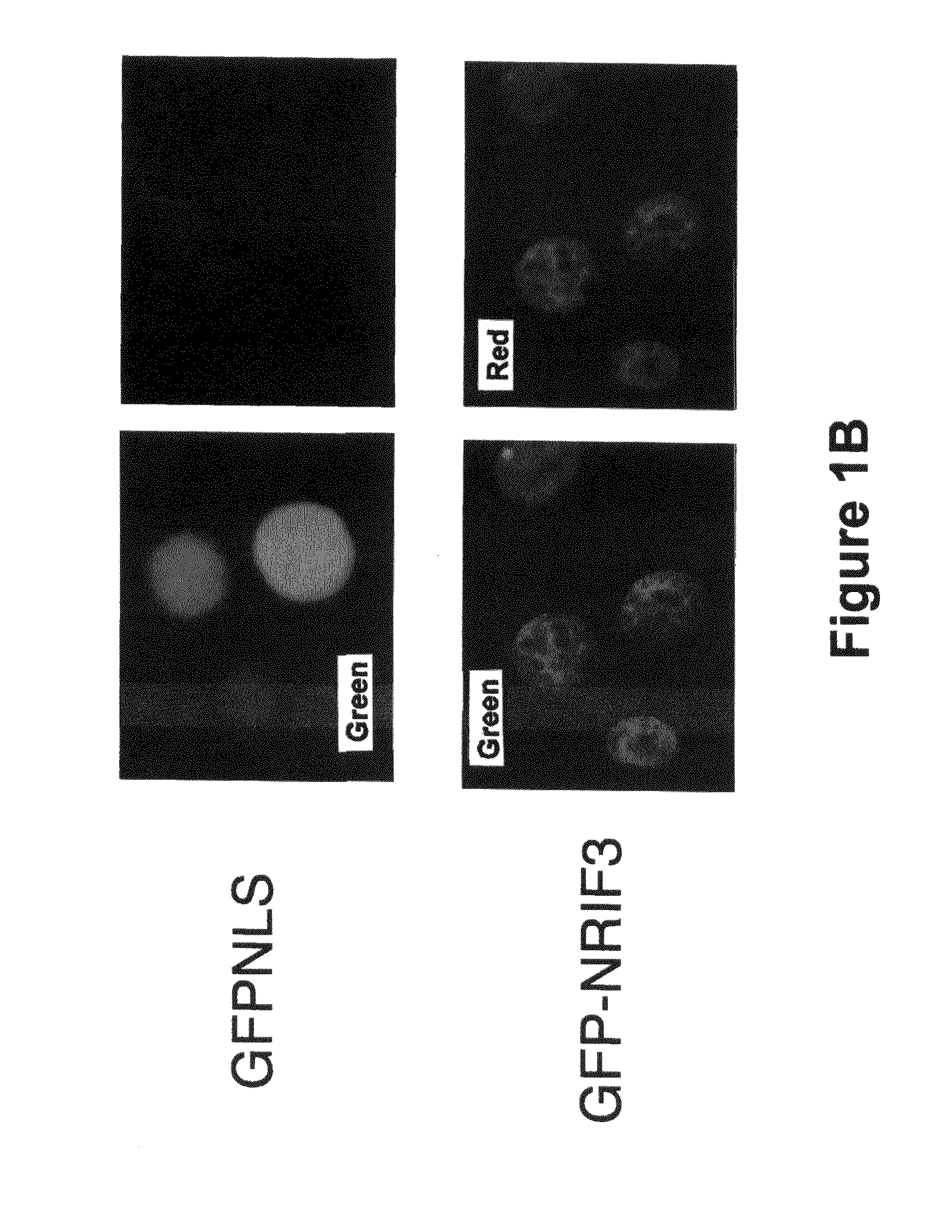 Methods for treating breast cancer using nrif3 related molecules