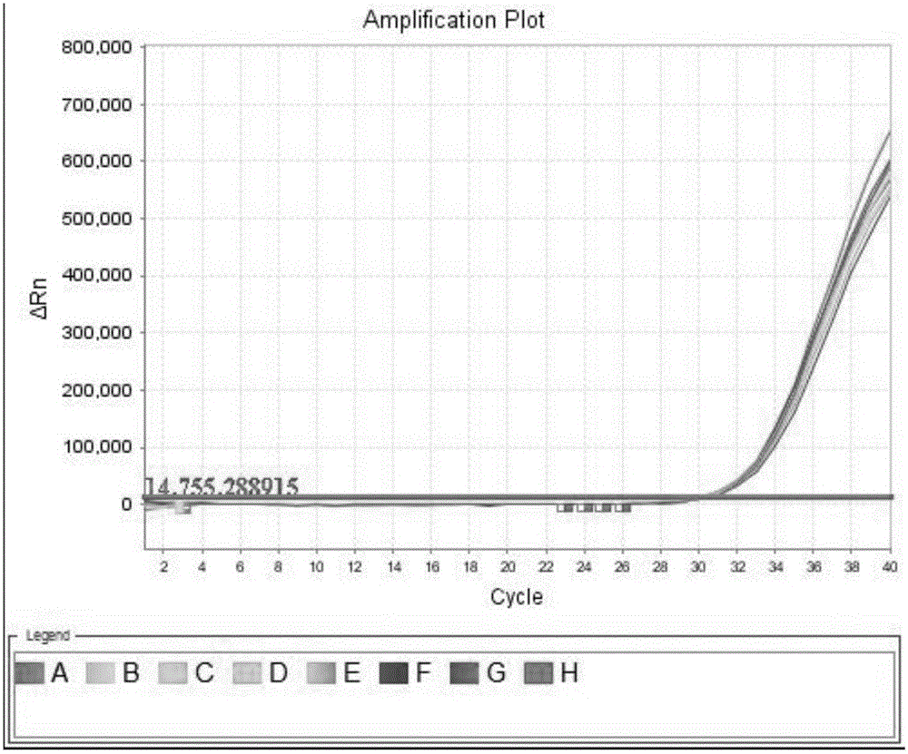BCR-ABL fusion gene amplification kit and BCR-ABL fusion gene detection kit