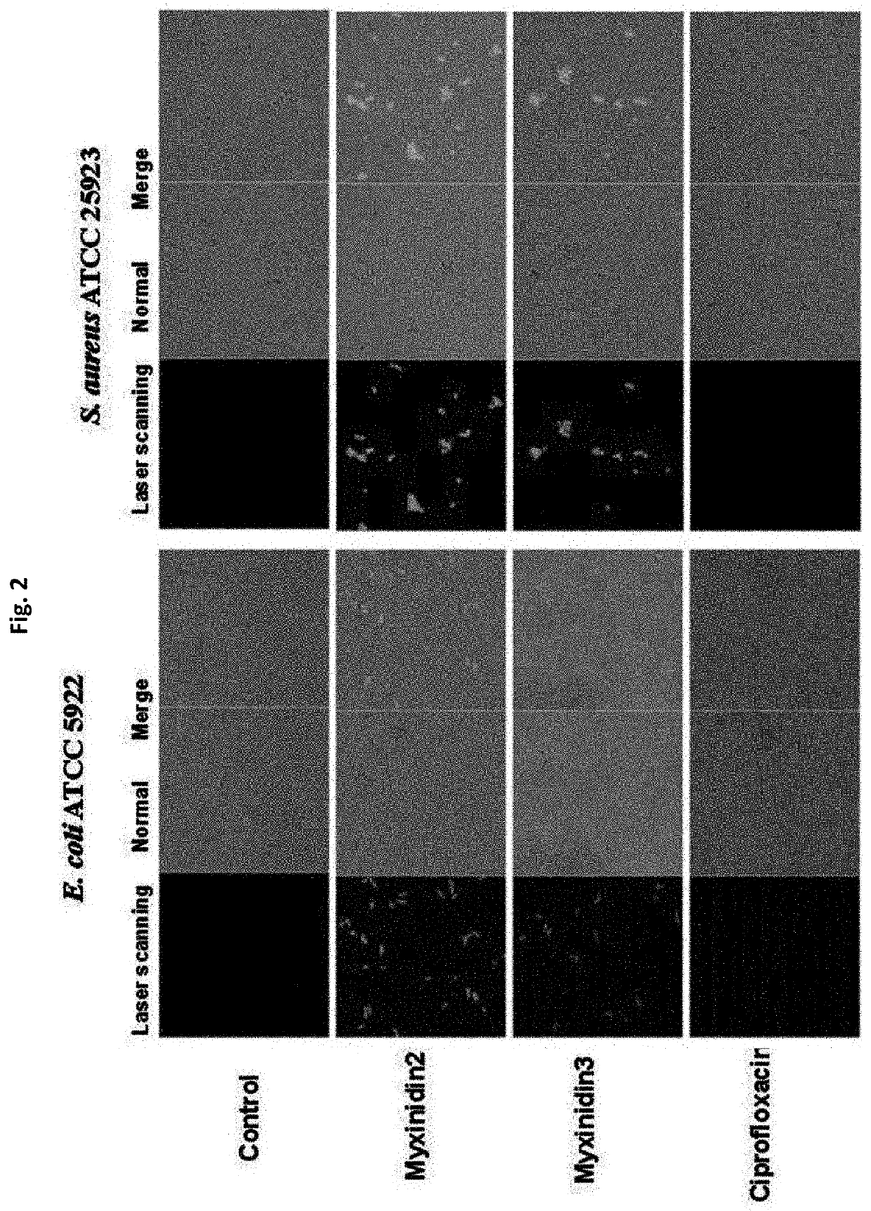 Novel antimicrobial peptide derived from myxinidin peptide and uses thereof