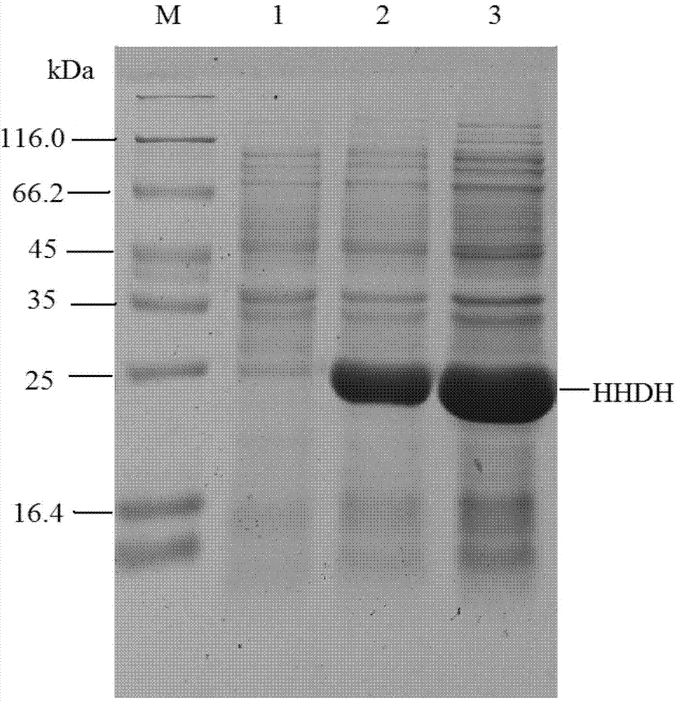 Recombinant halohydrin dehalogenase, and mutant and engineering strain and applications thereof