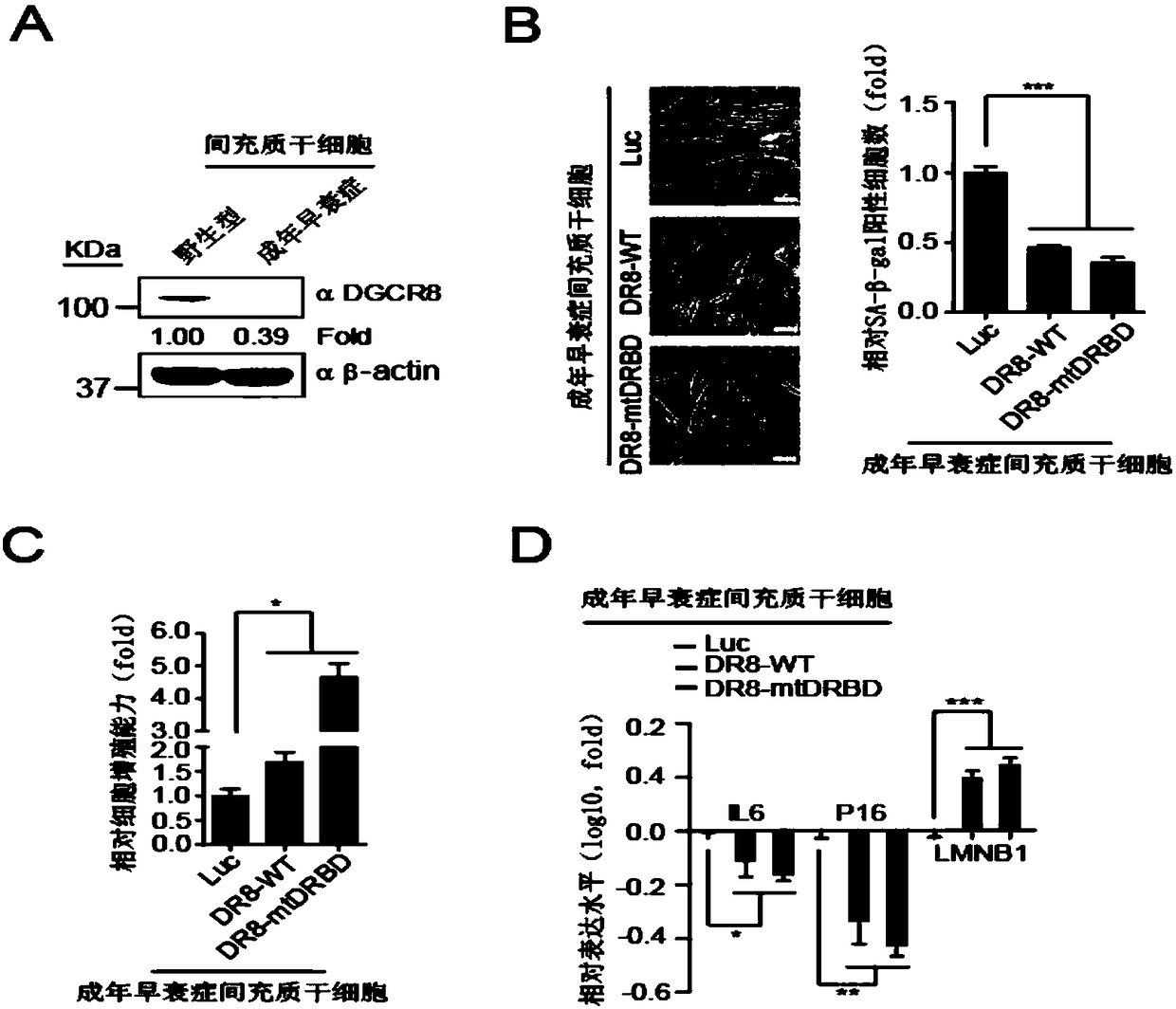 Application of DGCR8 in preparing products for treating and/or preventing osteoarthritis of animals