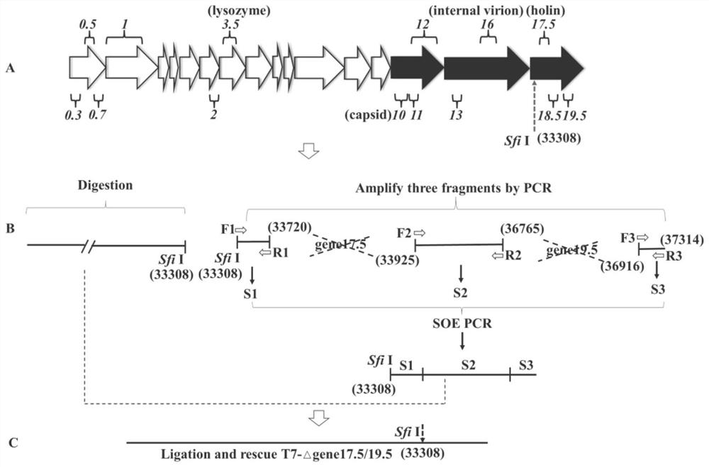 High-titer culture method for phage and application