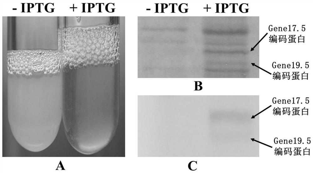 High-titer culture method for phage and application