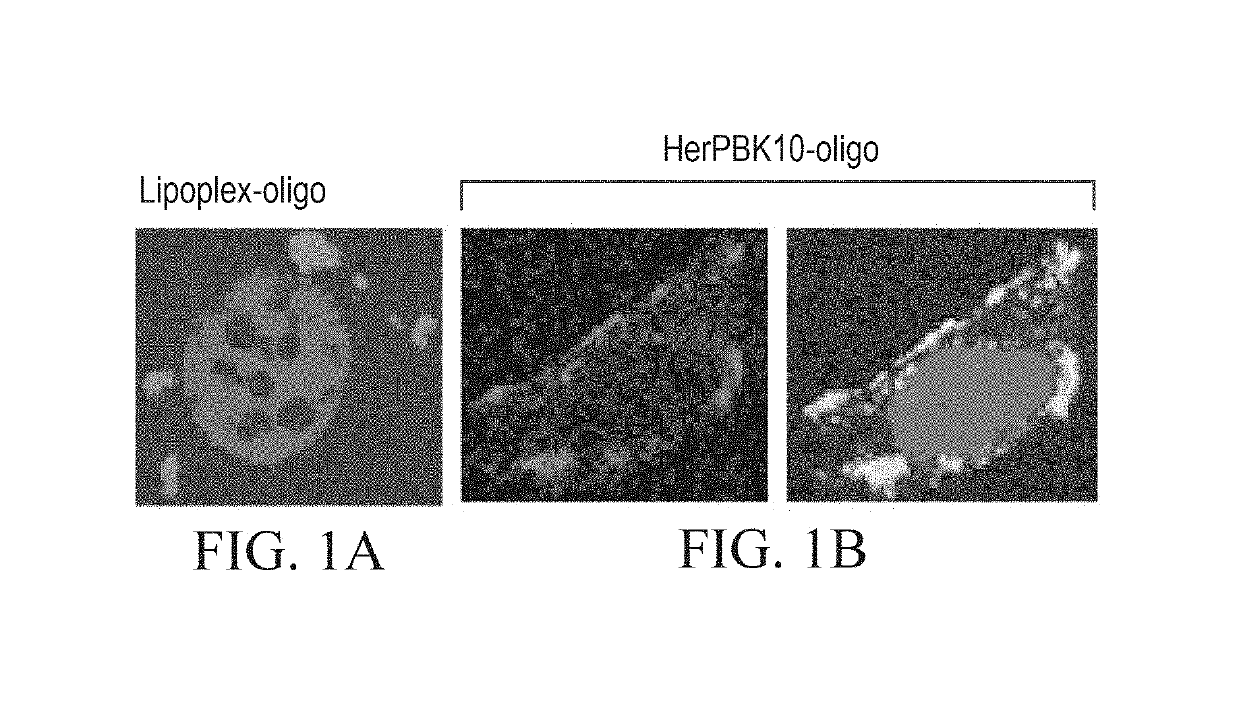 Receptor targeting constructs and uses thereof