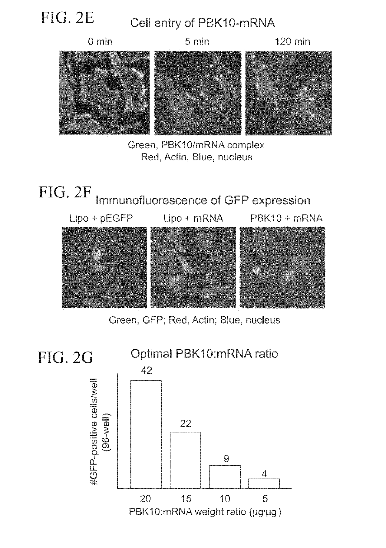 Receptor targeting constructs and uses thereof