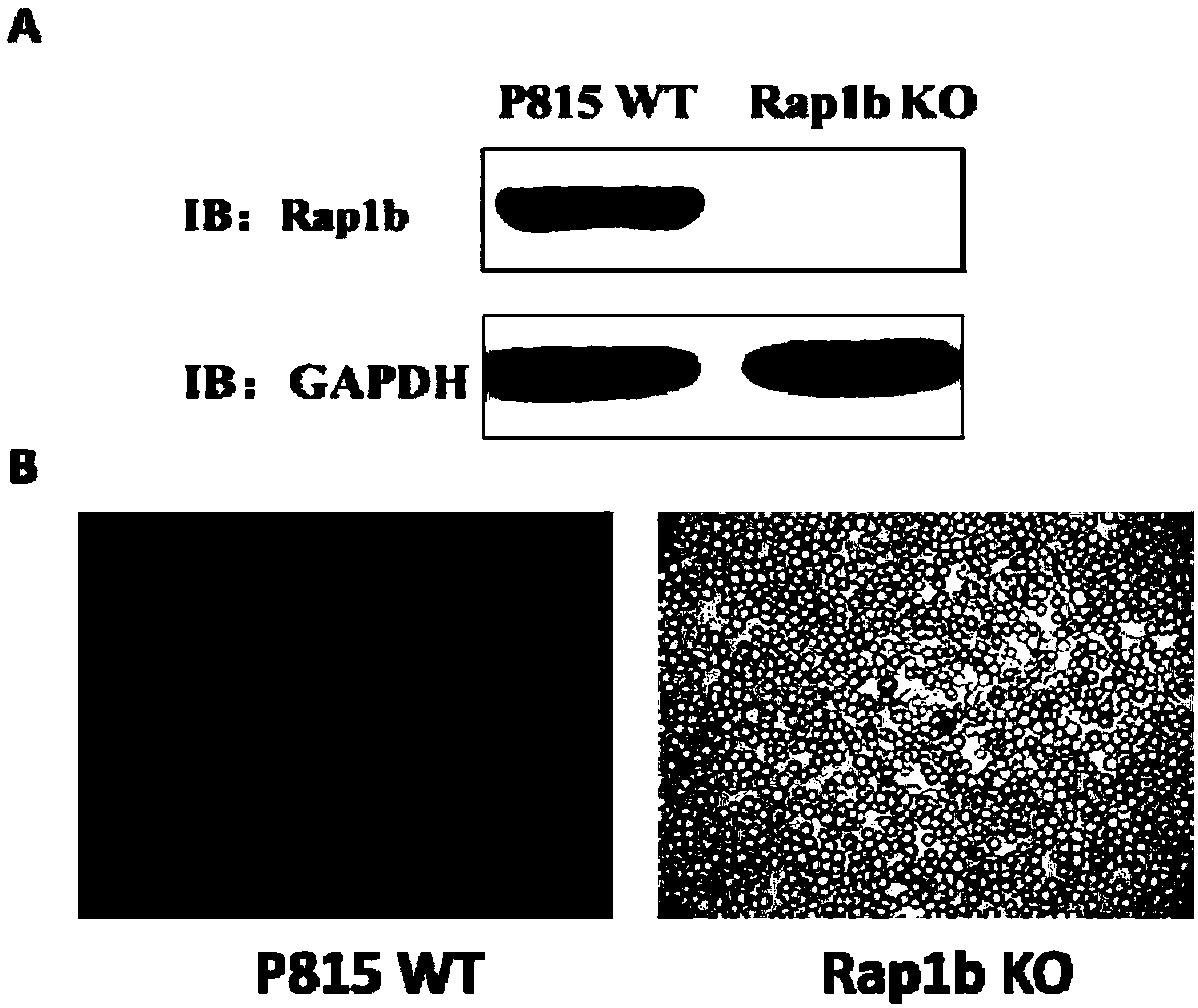 Purpose of Rap1b gene