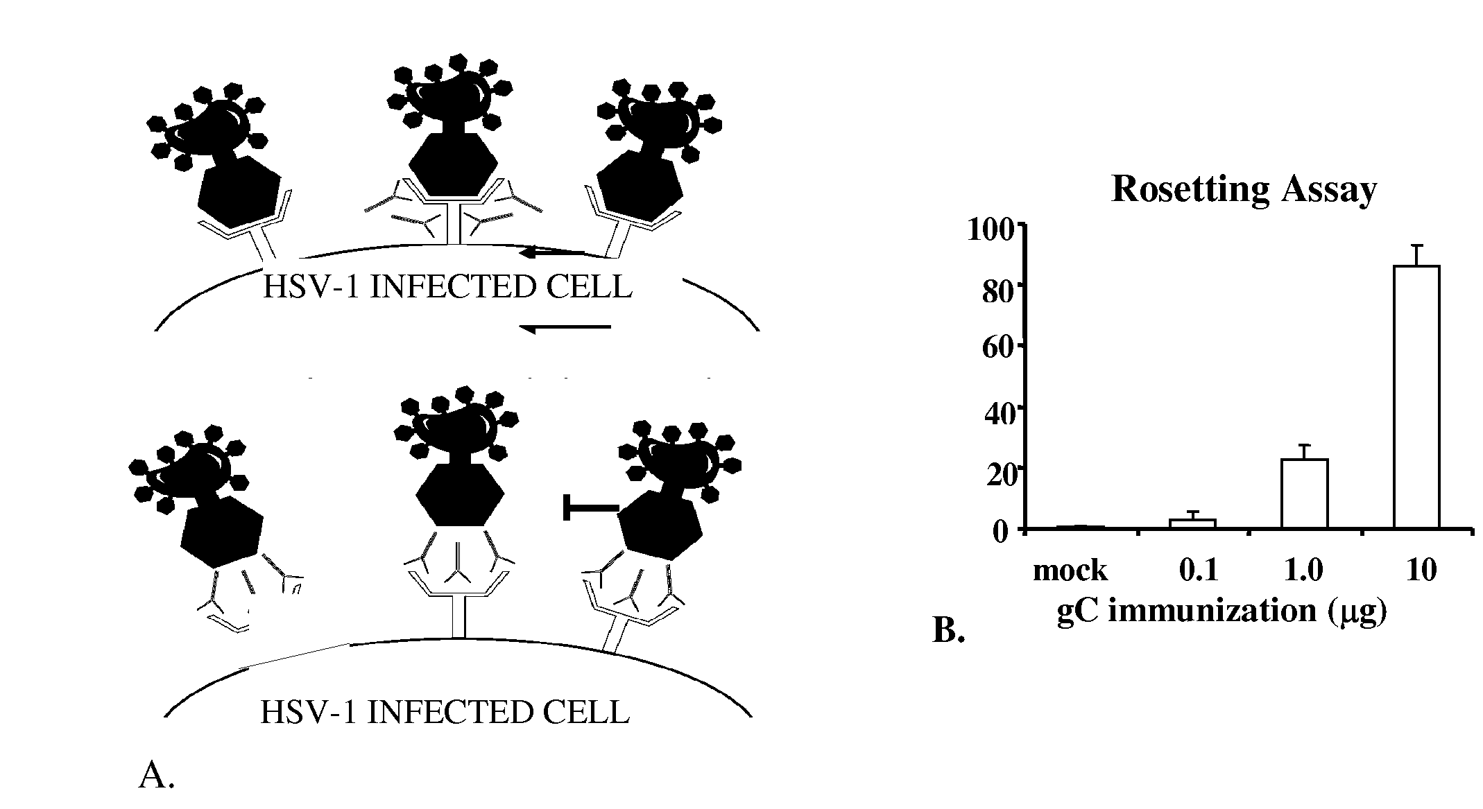 Herpes simplex virus combined subunit vaccines and methods of use thereof