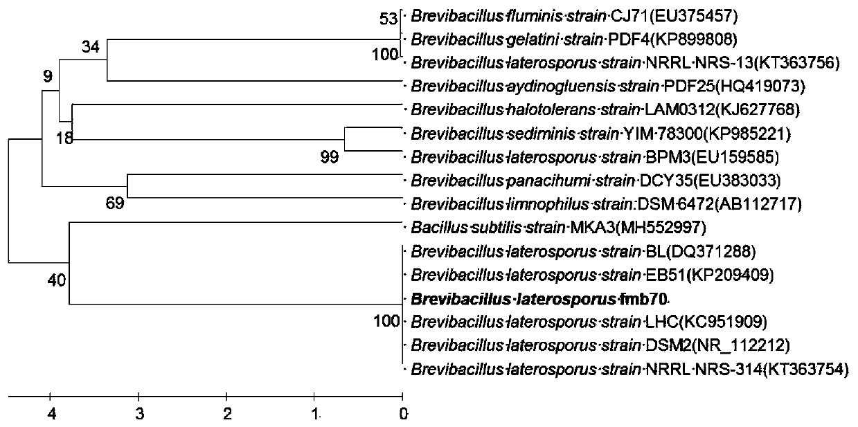 Brevibacillus laterosporus, antibacteriallipopeptide and application thereof to agriculture and food