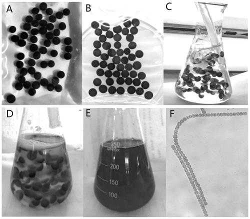 Nostoc sphaeroidskutz colonization induction method