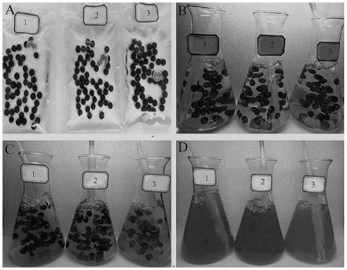 Nostoc sphaeroidskutz colonization induction method