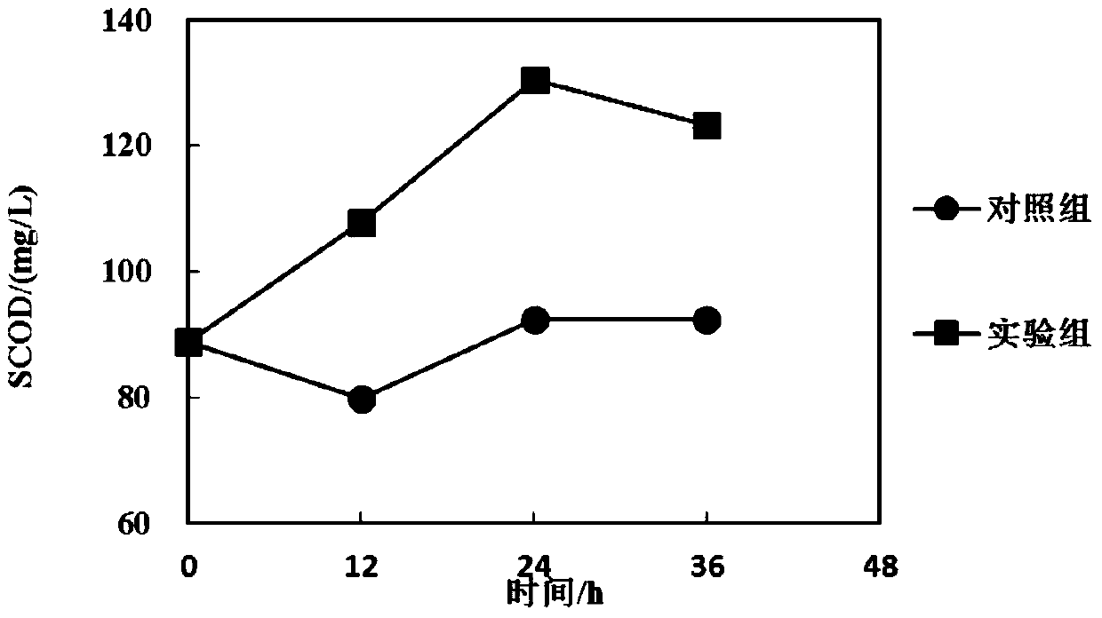 A Phage Bacteria and Its Application in Sludge Reduction