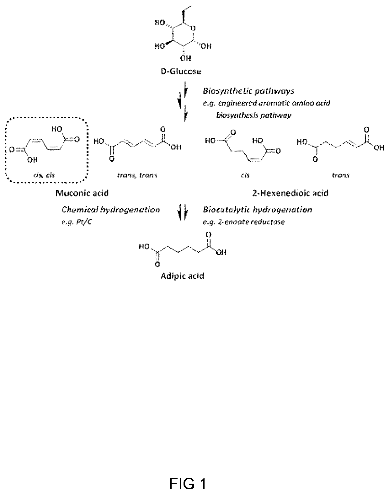 Process And Microorganism For Synthesis Of Adipic Acid From Carboxylic Acids