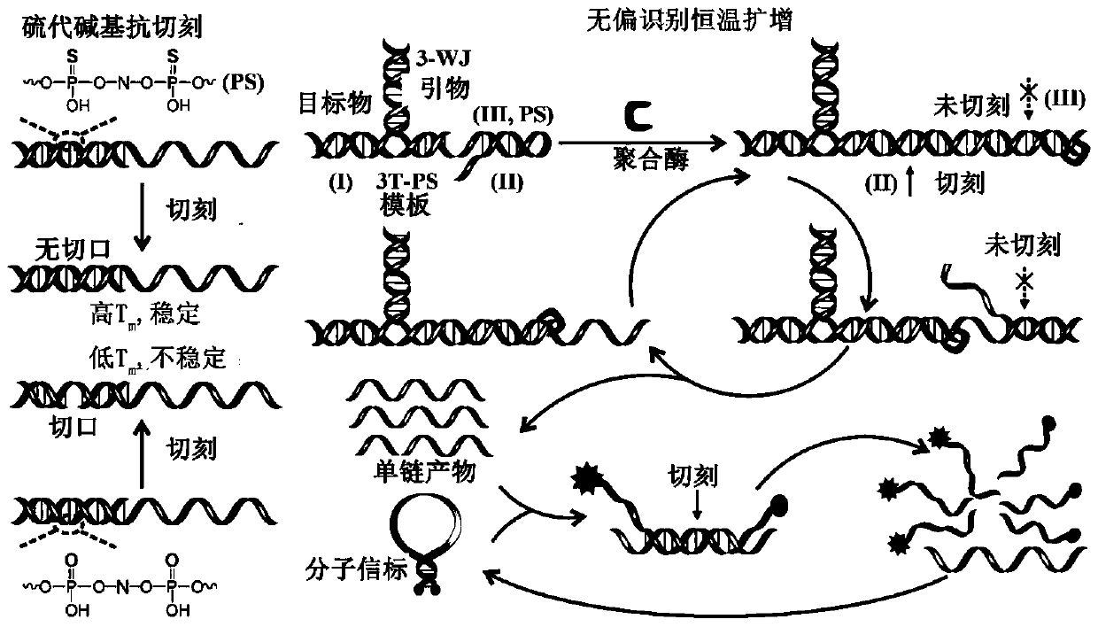 A small RNA detection kit and quantitative method based on unbiased recognition and constant temperature amplification