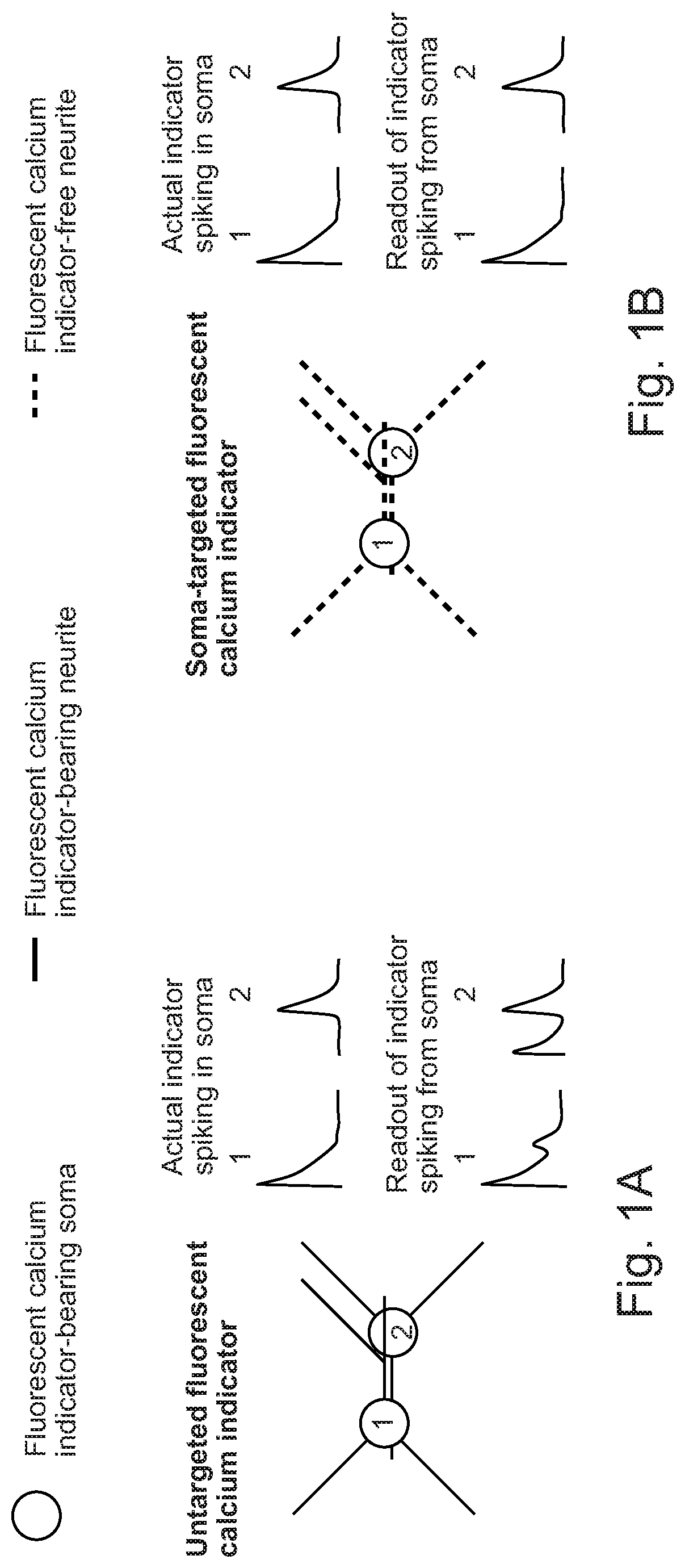 Cell Body Targeted Sensors